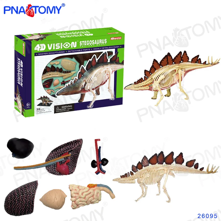 

4D Dinosaur Toy Stegosaurus Model Dino Anatomy Skeleton DIY Toys Educational Gift STEM Equipment Detachable Master 26095