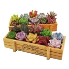 Деревянная коробка для садовых растений, цветочный горшок, декоративный цветочный пейзаж, винтажные коробки для суккулентов, садовые украшения