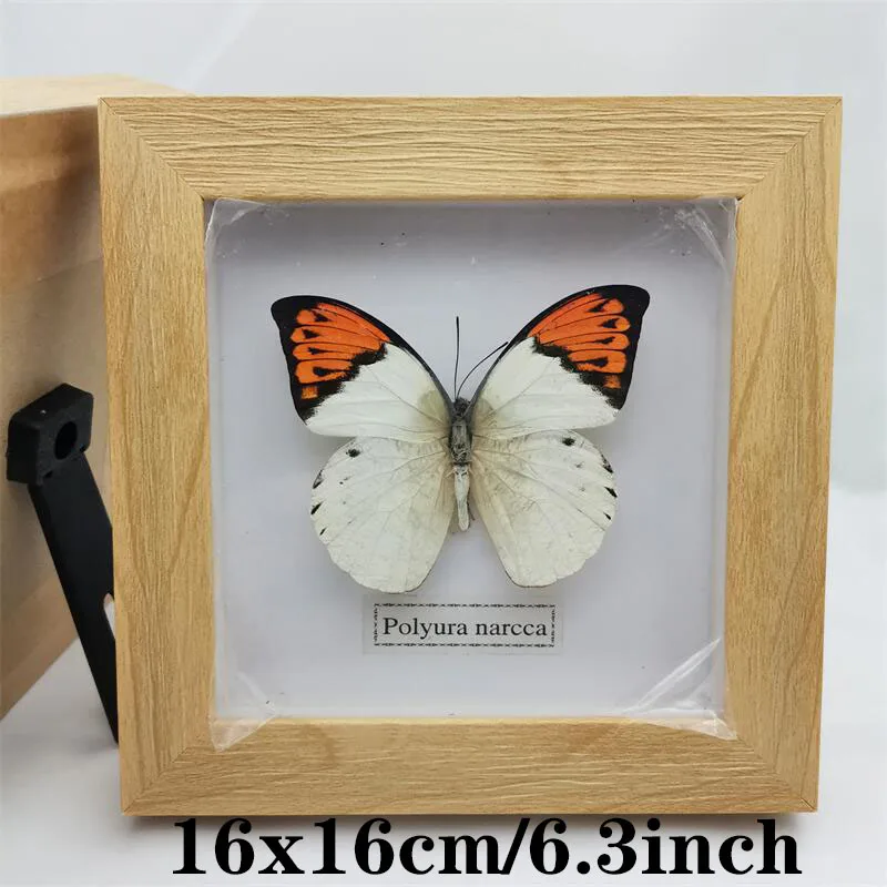 Fixed Spread Wings Real Butterfly Specimens Photo Frame Indoor Decoration Home Decorations Insect Sample Figurines Pendulum | Дом и сад