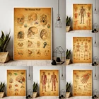 2021 Анатомия человека, холст, ретро-постеры и принты для больницы, врача, офисное украшение, скелет, анатомический череп, настенное искусство