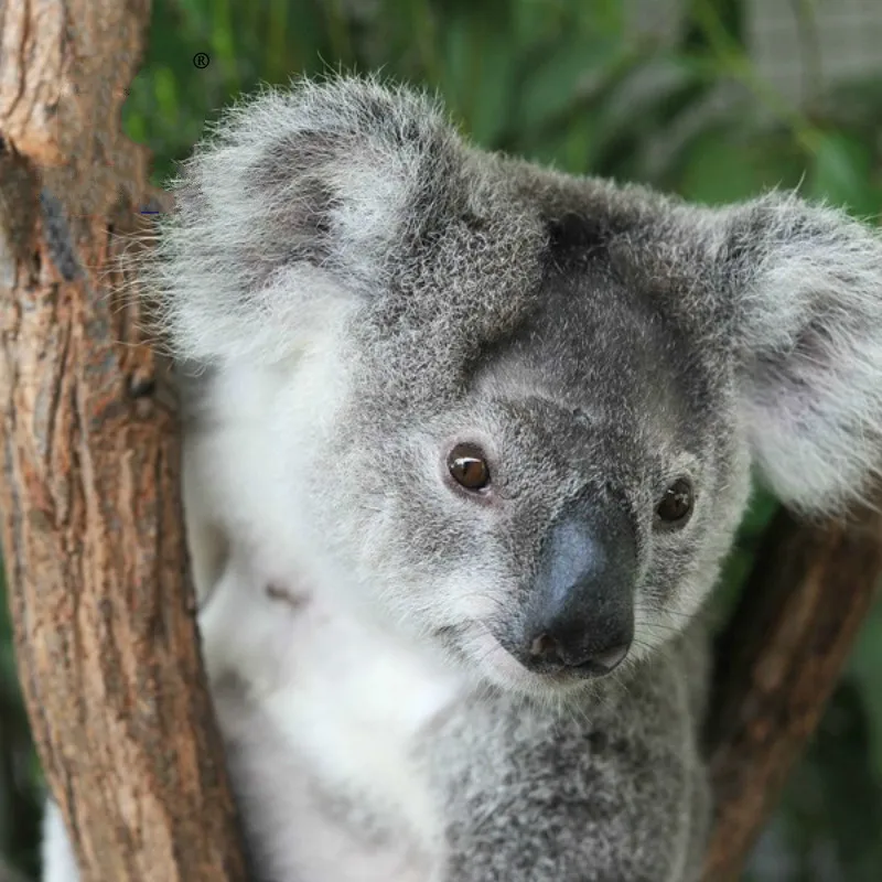 16 см Новое поступление супер милый маленький плюшевый медведь коала Приключения