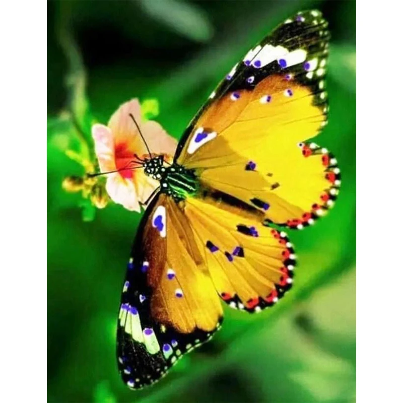 

Painting By Numbers For Adults & kids Small Flower And Big Butterfly Paint By Number Home Wall Decoration Crafts Handicrafts