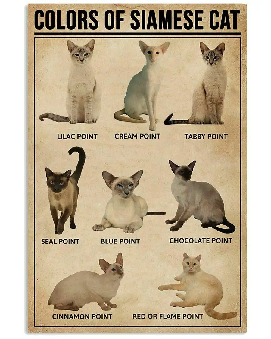 

Colors of Siamese Cat Poster for Decor Bedroom Kitchen Gift for Cat Lover Metal Tin Sign Vintage Aluminum Sign for Home Coffee