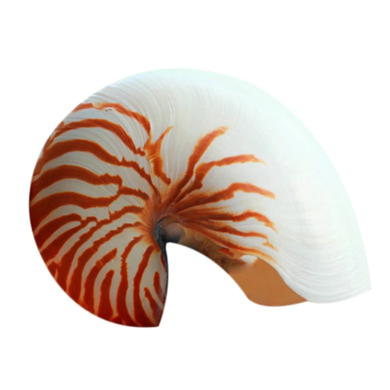 14 16 см 5 6 3 дюймов натуральный Nautilus раковины тигра Chambered украшение дома|Статуэтки и