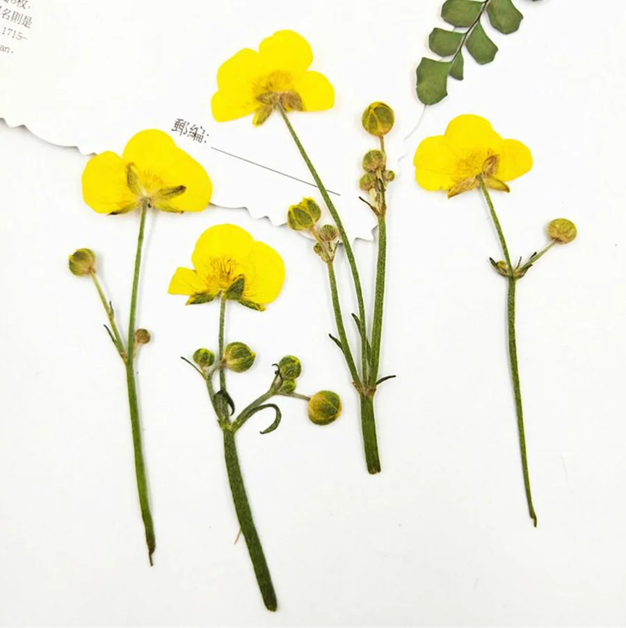 

120pcs Pressed Dried Ranunculus Japonicus Thunb Flowers with Stalk Plants Herbarium For Jewelry Phone Case Bookmark Frame Making