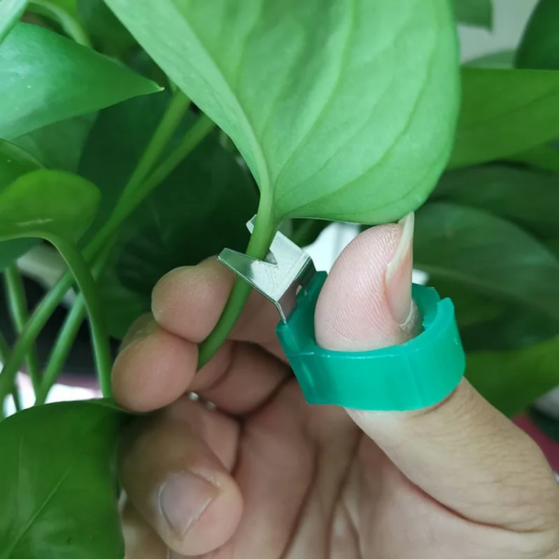 1 шт. кольцевой срезной предохранитель для сбора овощей и фруктов виноград