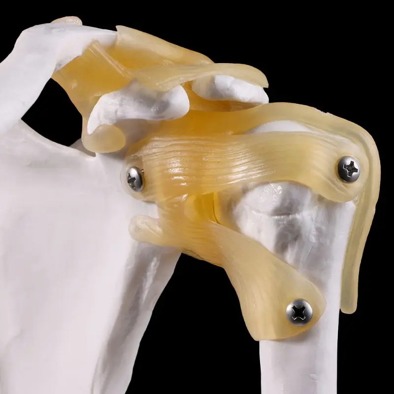 

2021 New Functional Anatomical Life Size Human Anatomy Skeleton Shoulder Joint Bone Muscle Model For Teaching Study Tool
