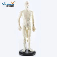 education model english code 50cm male acupuncture model