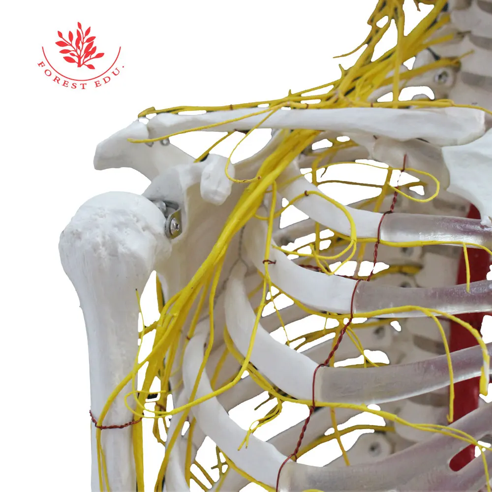 Модель скелета в натуральную величину 176 см с цельными нервами и артериями |