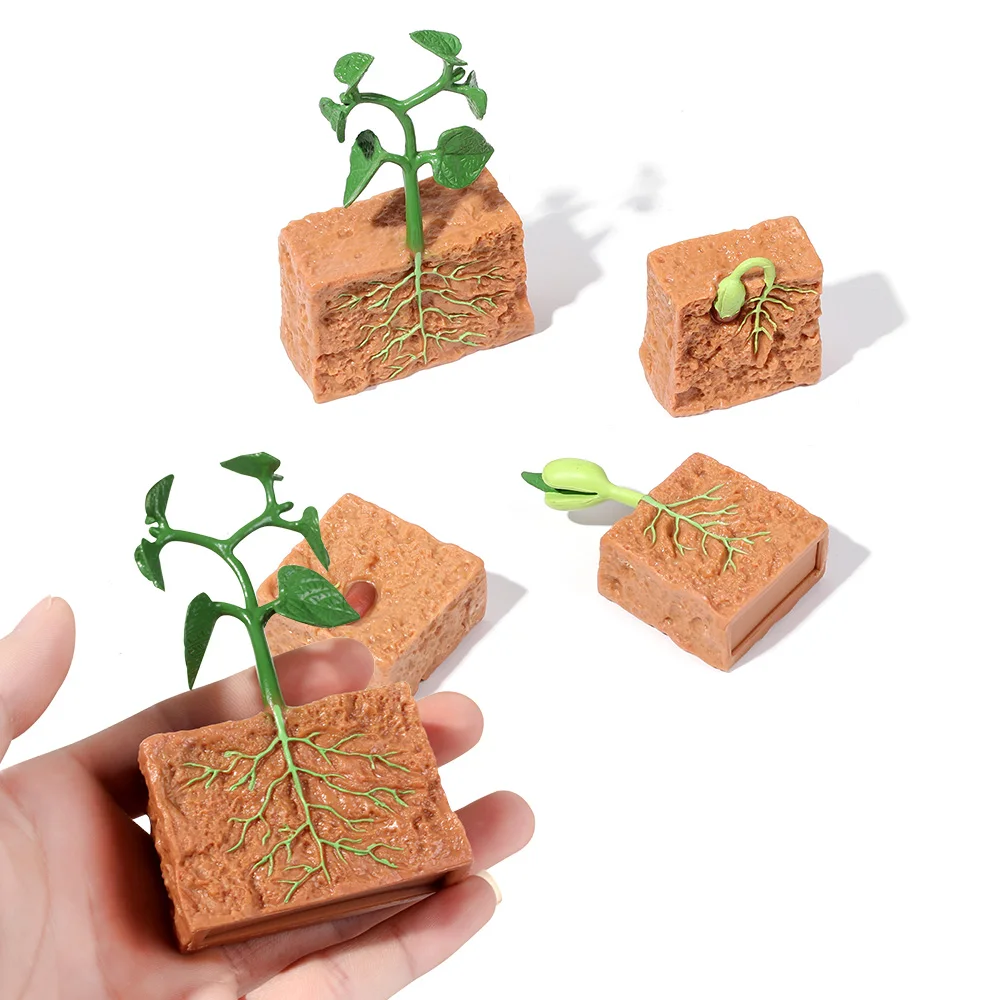 

4 шт. моделирование жизненный цикл зеленой фасоли цикла роста растений Модель Фигурки Коллекция научные образовательные игрушки для детей