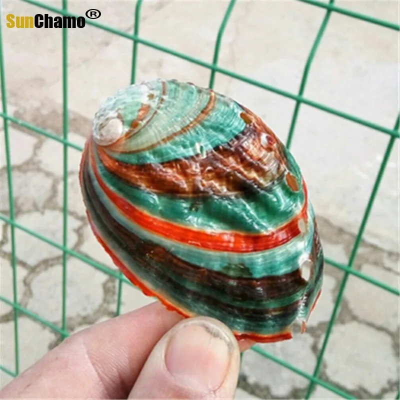 Ракушка в виде натуральных ракушек красочная ракушка форме морской звезды