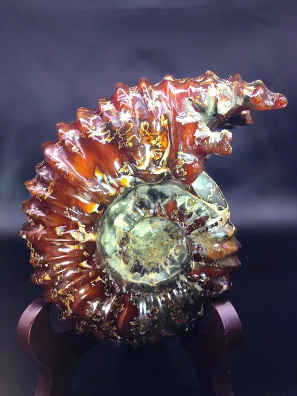 

NATURAL Polished "Goat Horn" Fossil Ammonite Douvilleiceras Madagascar A2