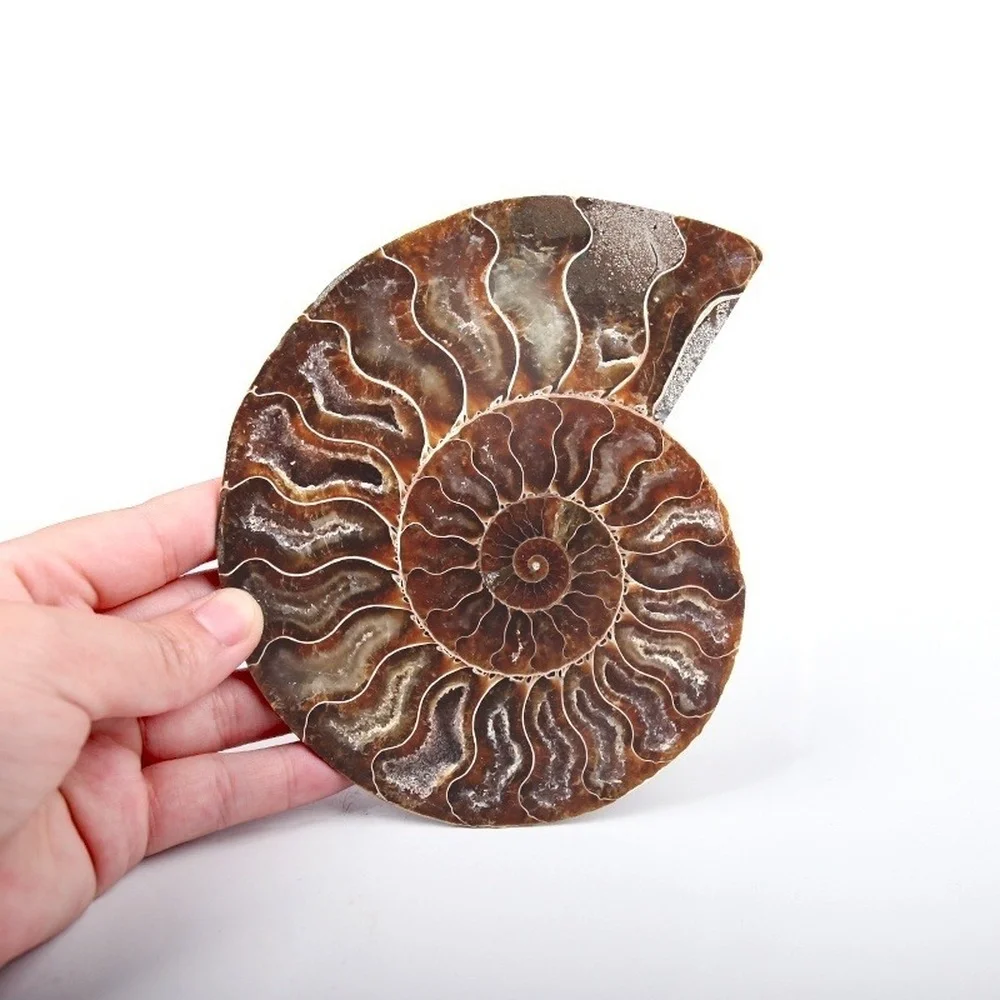 300 г натуральный сеченый аммонит образцы ископаемого раковины Хрустальный декор