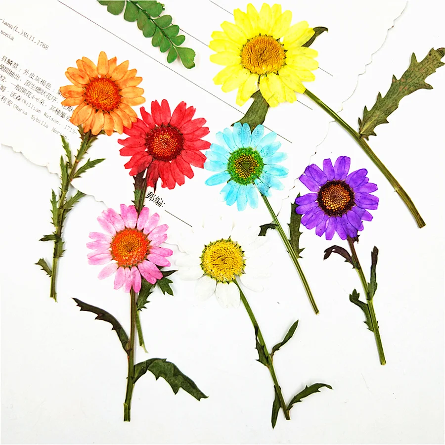 

60pcs Pressed Dried Chrysanthemum Paludosum Stalk Flower Plants Herbarium For Jewelry Bookmark Phone Case Candle Postcard DIY