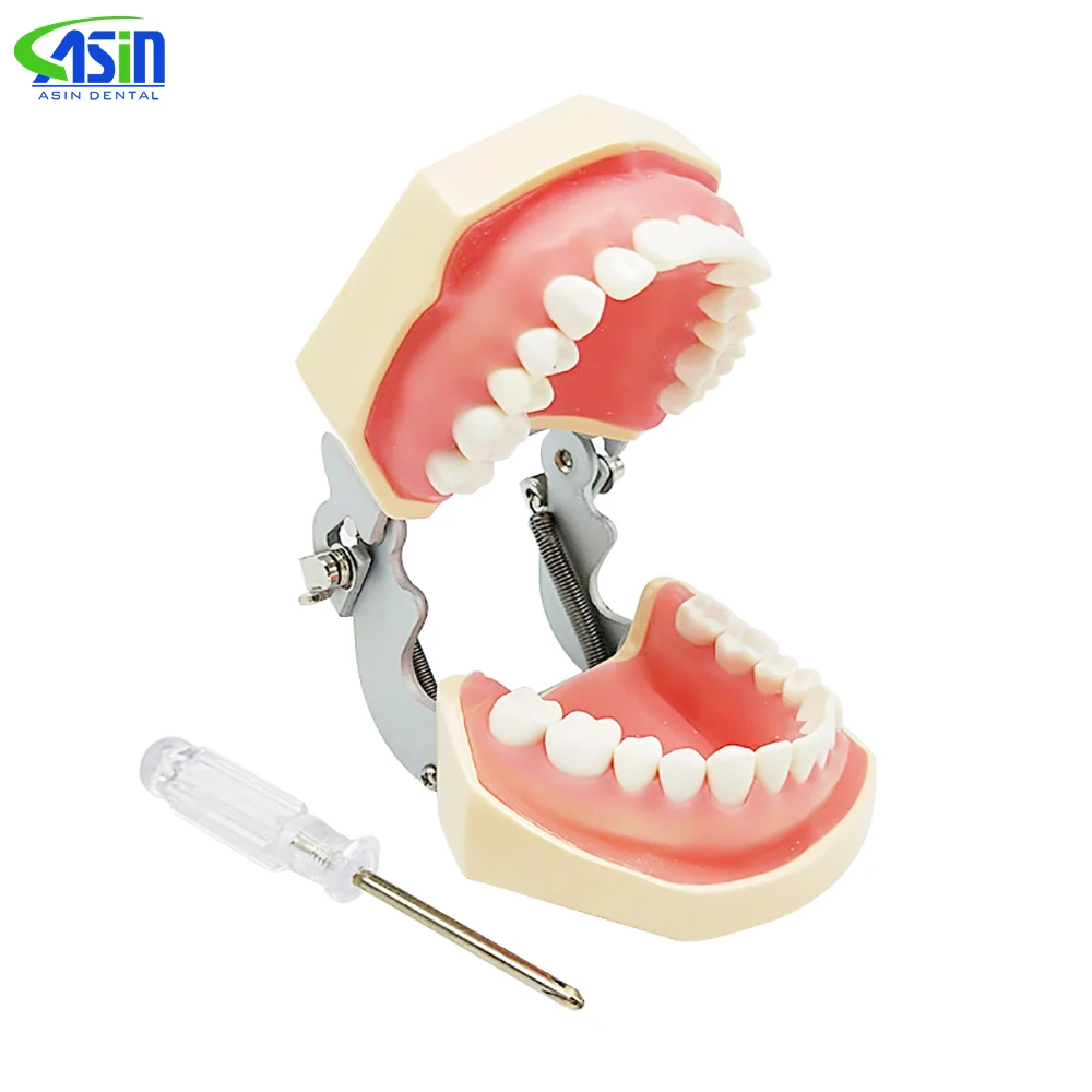 

Dental model Teeth model gum teeth Teaching Model Standard Dental Typodont Model Demonstration With Removable Tooth 200H