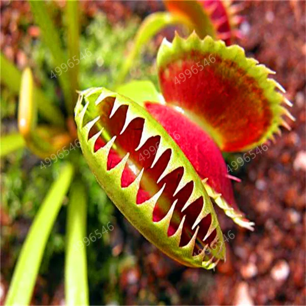 300 шт. колючий мух|Сувениры для вечеринок| |