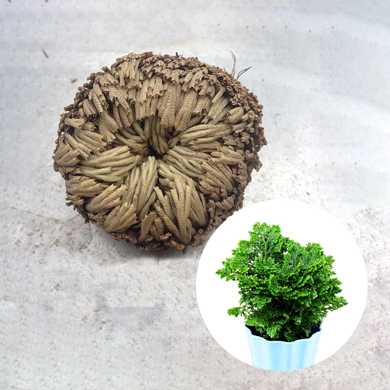 

New 5 dried flowers magic green plant rose plant air fern selaginella immortal grass home party decoration