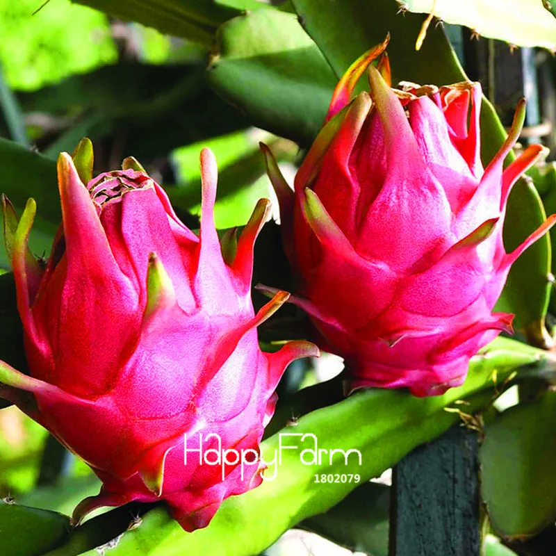 New!Sweet Pitaya Bonsai Tree Plants Dragon Fruit garden Pitaya flores Non-gmo Hylocereus Fruit, 100 plantas/Pack,#EV242E