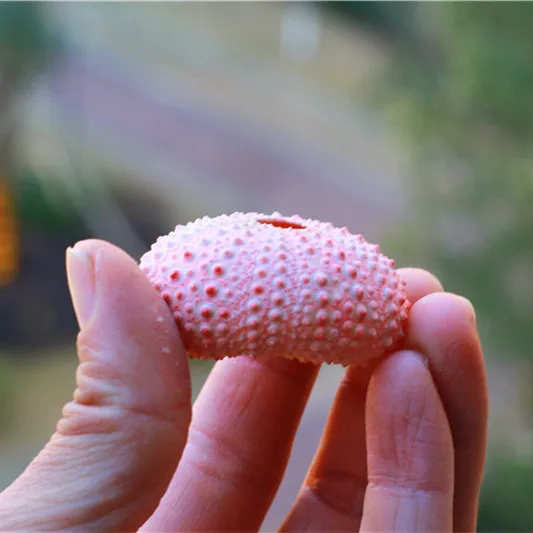 Бесплатная доставка раковина из натурального раковины розовая Морская