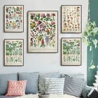 Абстрактный Цветочный постер, античная Цветочная печать, искусство, ботаническая фотография стены с грибами, искусство для украшения дома