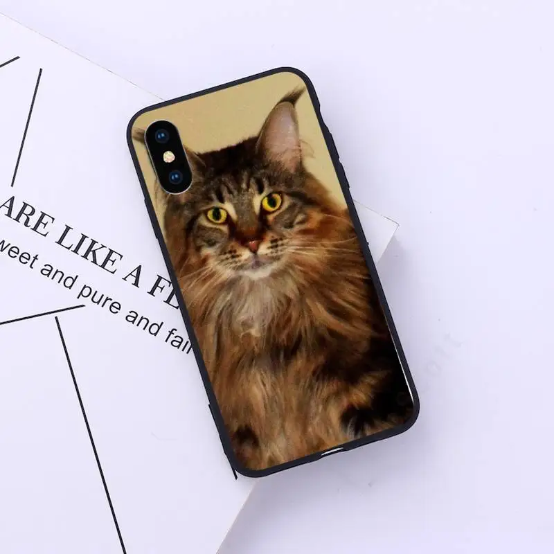 

maine coon cat cute pet Phone Case for iPhone 11 12 mini pro XS MAX 8 7 6 6S Plus X 5S SE 2020 XR custom protective cover