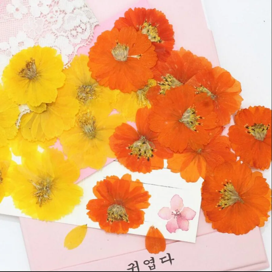 

60pcs Pressed Dried Cosmos Sulphureus Cav. Flower Plant Herbarium For Jewelry Postcard Phone Case Bookmark Craft DIY Accessories