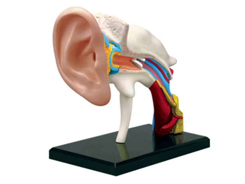 ear 4d набор анатомических моделей для тела человека, развивающий мастер-пазл, сборная игрушка, медицинский поставщик, обучающая - Цвет: ear