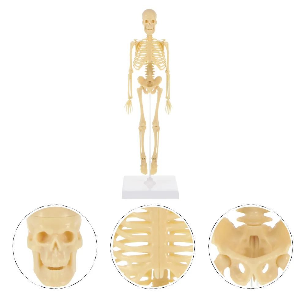 

Human Skeleton Model Simulation Mannequin DIY Assembly Manikin Model Kids