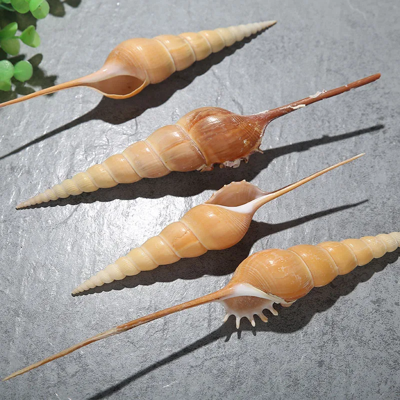 

10pcs 15-20cm natural spiral conch shells mini Shell морской декор nautical home decoration pecerasy acuarios ракушки для декора