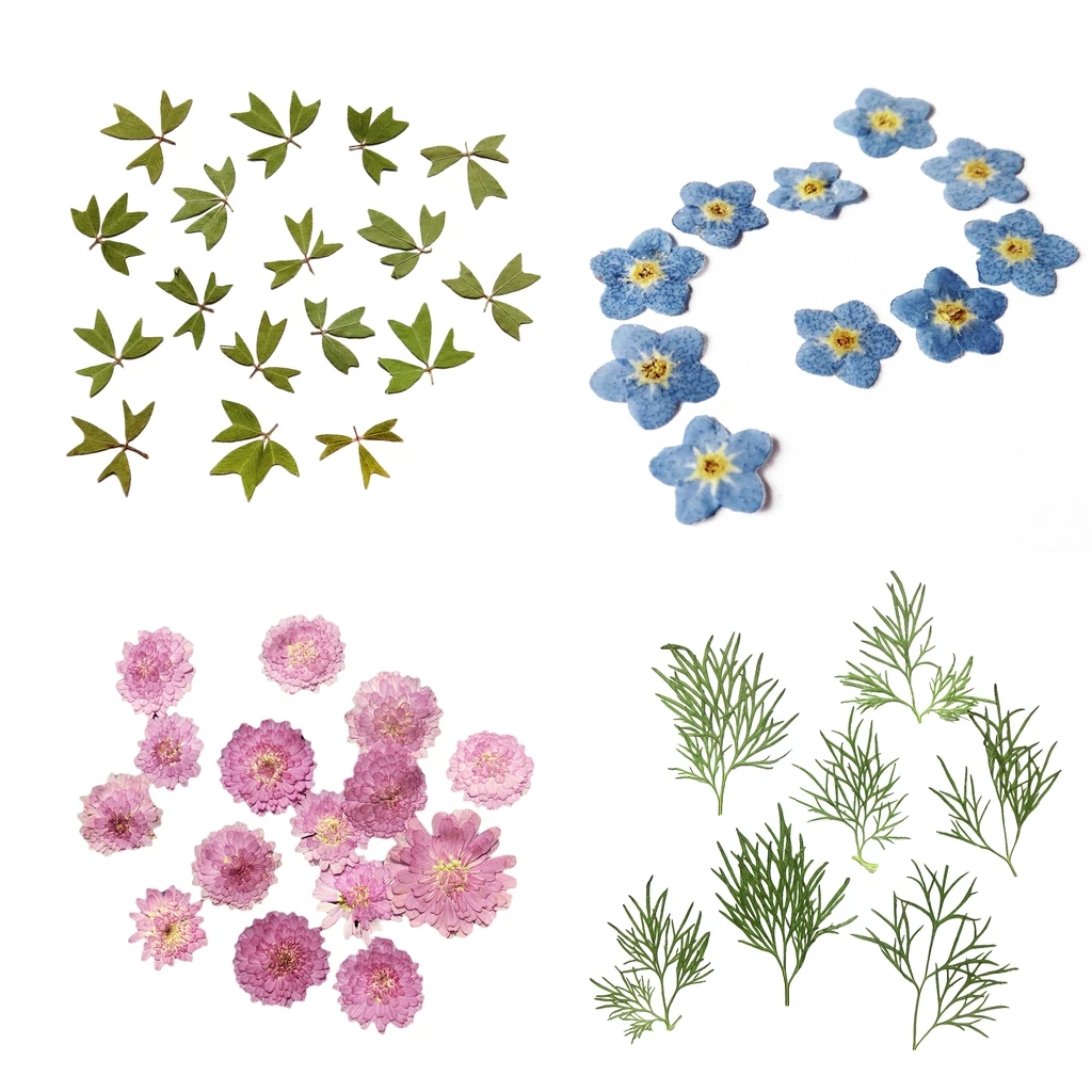 

10x Pressed Real Dried Flower Dry Leaves for DIY Crafts Bookmark Card Making