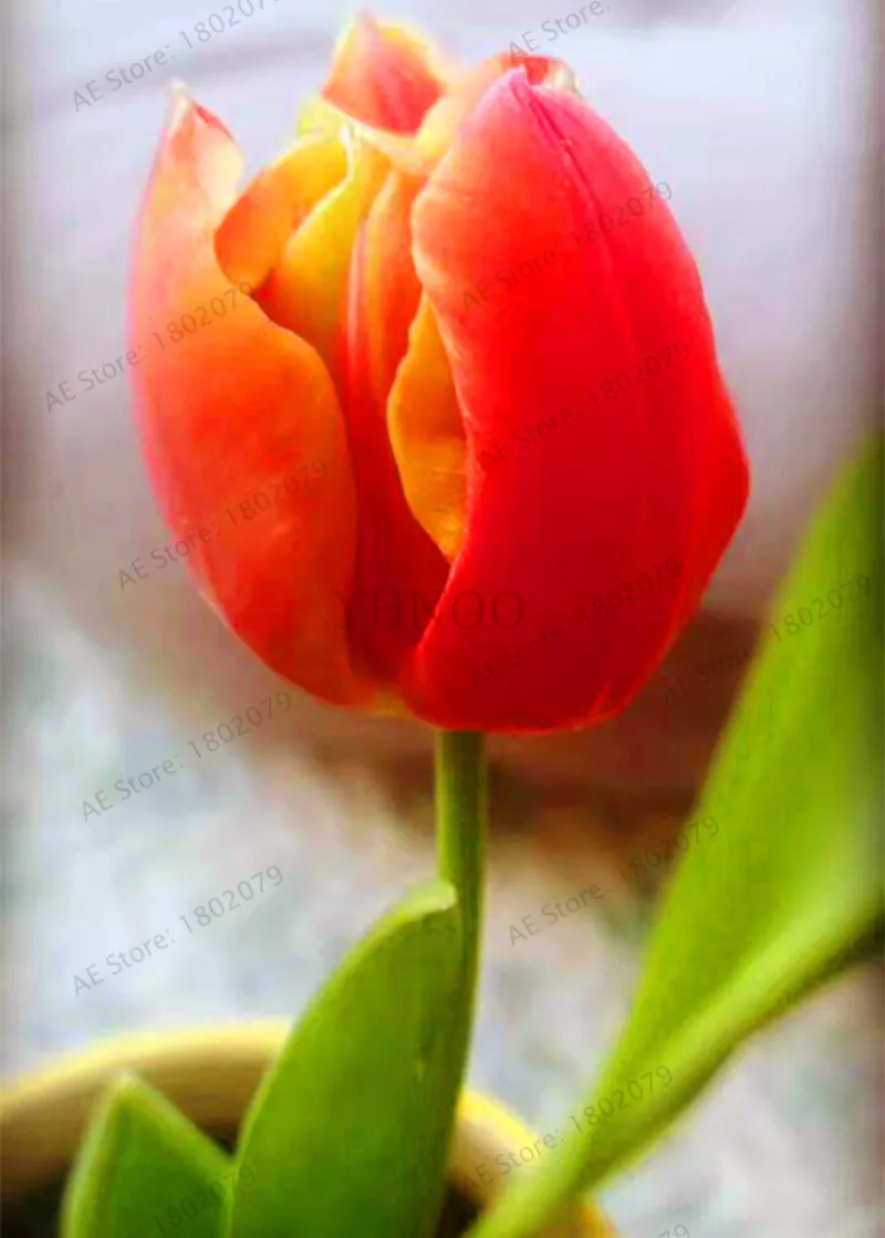 20 103 шт./пакет в форме тюльпана от flores Редкие бонсай растения, красивые тюльпаны в горшке, многолетнее на приусадебных участках, а также в форме тюльпана от завода - Цвет: 20