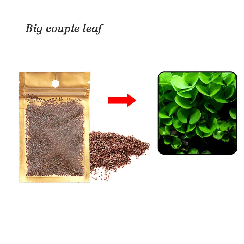 big couple leaf Семена аквариумных растений, гелиантус, каллитрихоиды, легко растущие, аквариумные растения, растения, семена травы, аквариум, декор для лужайки - Цвет: big couple leaf