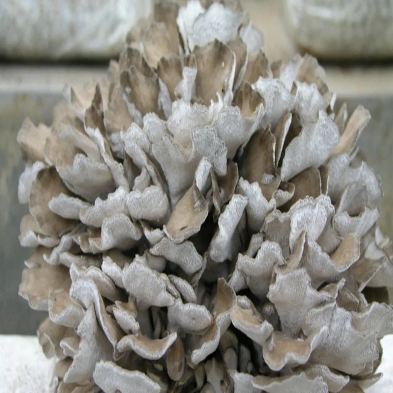 100 1000 г Новый Экстракт Griflola frondosa 20:1 порошок Hui shu hua экстракт майтаке для