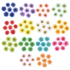 Прессованные Натуральные сушеные цветы, белые маргаритки, прессованные цветы для ювелирных изделий из смолы, наклейки для ногтей, макияж, искусство, 100 шт.