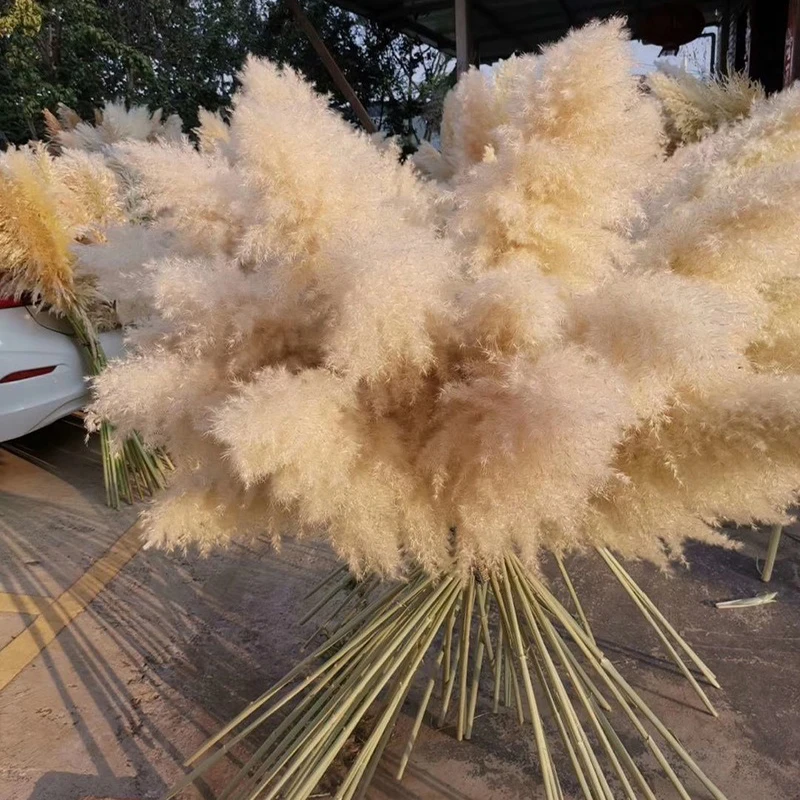 

3PCS 55CM80CM White Natural Reed Dried Flower Big Pampas Grass Bouquet Wedding Flower Ceremony Decoration Modern Home Decoration