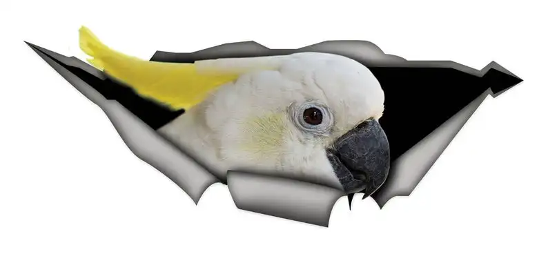 

2021 Yellow-Crested Cockatoo decal, parrot decal, bird sticker, cockatoo decoration