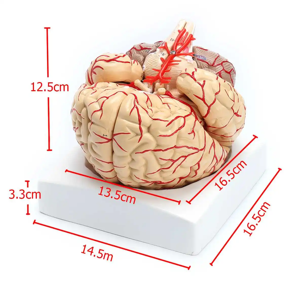 

Medical Props Model Disassembled Anatomical Human Brain Model Anatomy Medical Teaching Tool Neurology General Anatomical Study