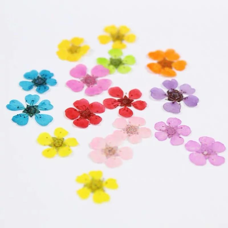 

Цветок сорбарии прессованный высушенный, 12 шт., гербарий из растений, для ювелирных изделий, открыток, чехол для телефона, пригласительных о...