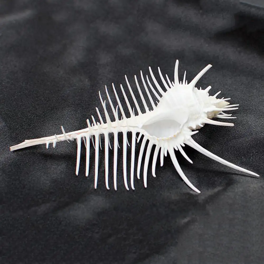 7-12 см в виде раковины для Индийского океана натуральный мурекс окаменевшая