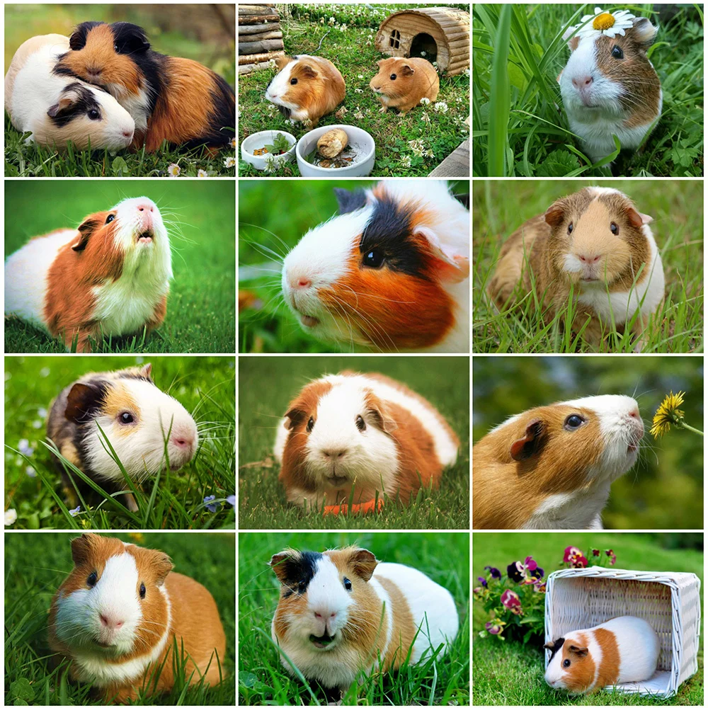 

MomoArt 5D DIY Diamond Embroidery Guinea Pig Full Square Round Diamond Painting Animal Cross Stitch Mosaic Rhinestone Home Decor