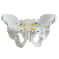 11 human male pelvis skeleton anatomy model medical teaching resources drop shipping
