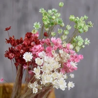 30pcs small star mini daisy flower dried natural preserved flowers natural grass wedding party decoration home accessories