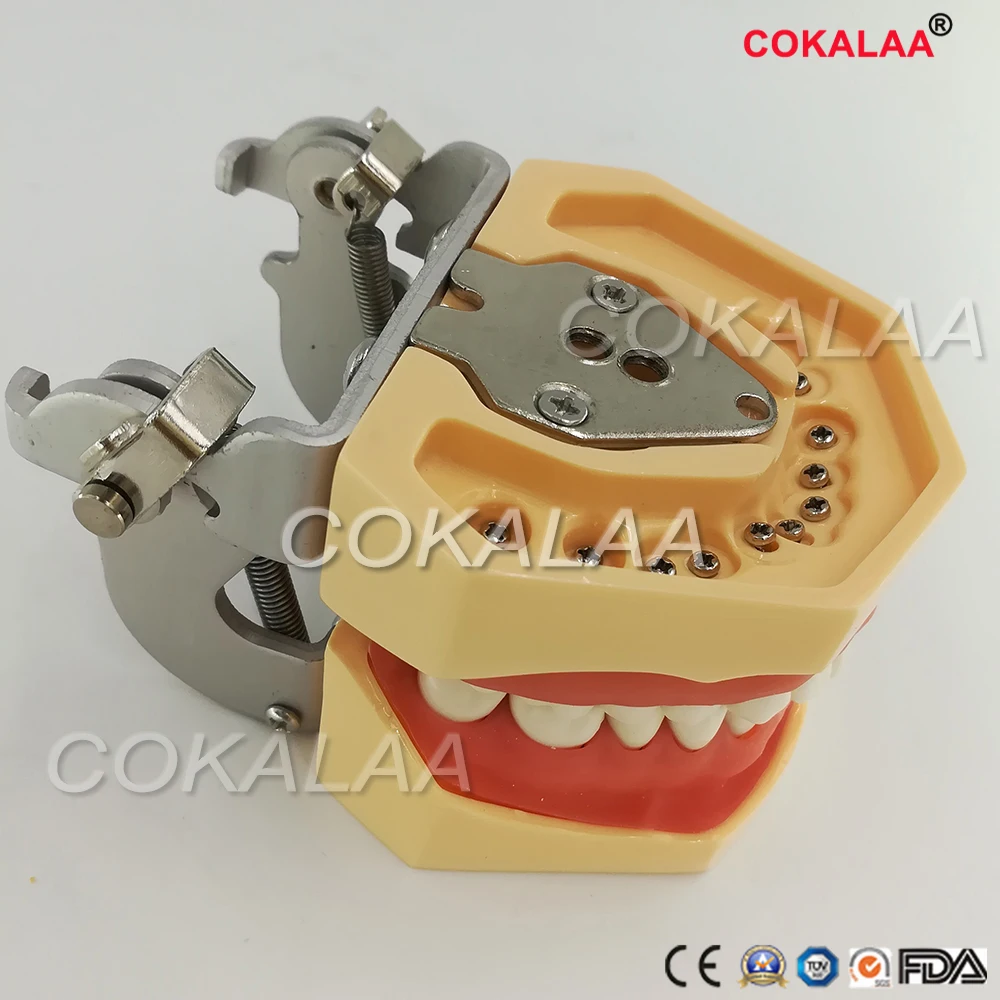 Обучение студентов обучающая модель стоматологического фантомная головка