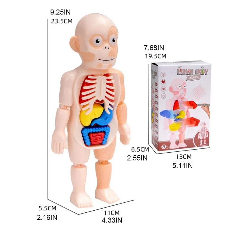 

1Set Interactive ABS 3D Anatomy Game Puzzle with Anatomy Organ Blocks Toy Stacking Block Jigsaw Set Educational Supplies