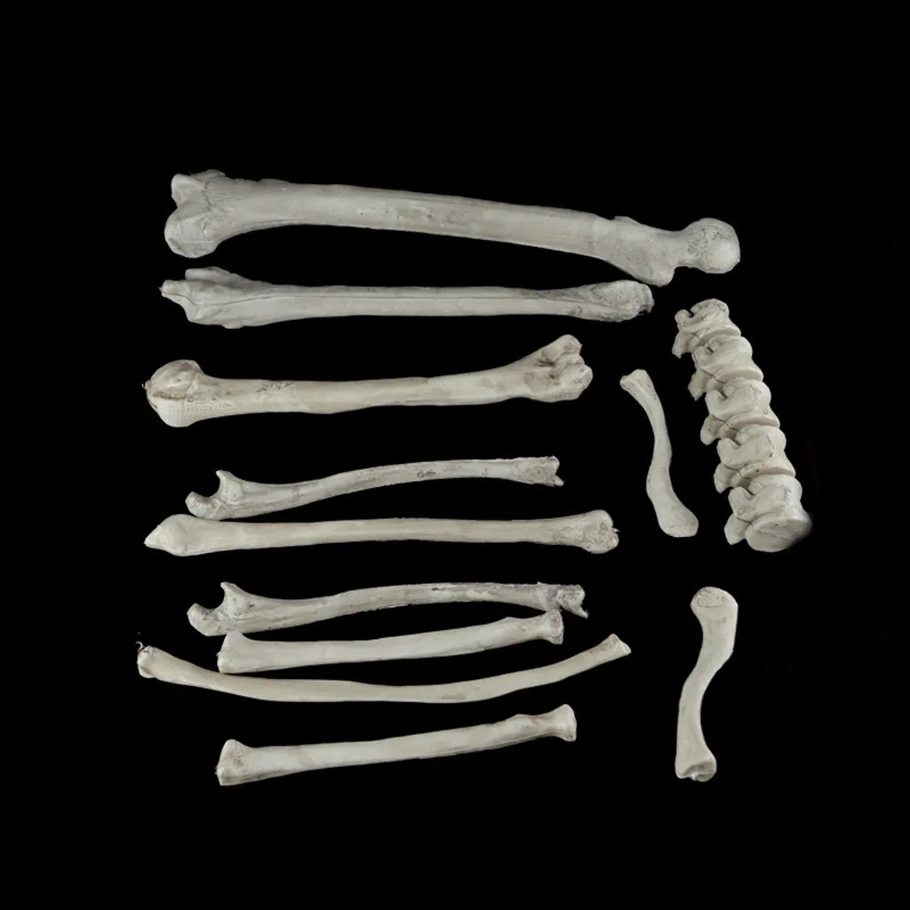 Реквизит для Хэллоуина украшение вечеринки скелет человеческого черепа