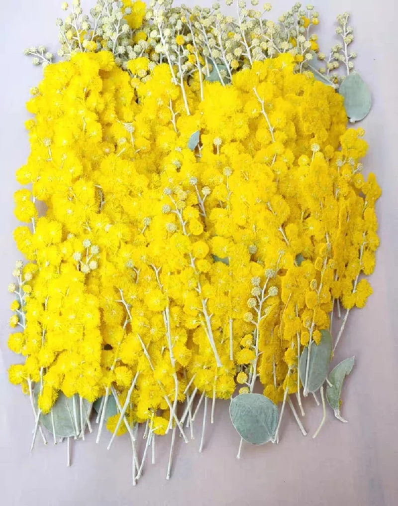 

120pcs Pressed Dried Albizia julibrissin Durazz With Stem For Epoxy Resin Pendant Necklace Jewelry Making Craft DIY Accessories