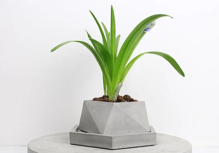 Суккулент завод бетон цветочный горшок плесень много низкая Стоимость