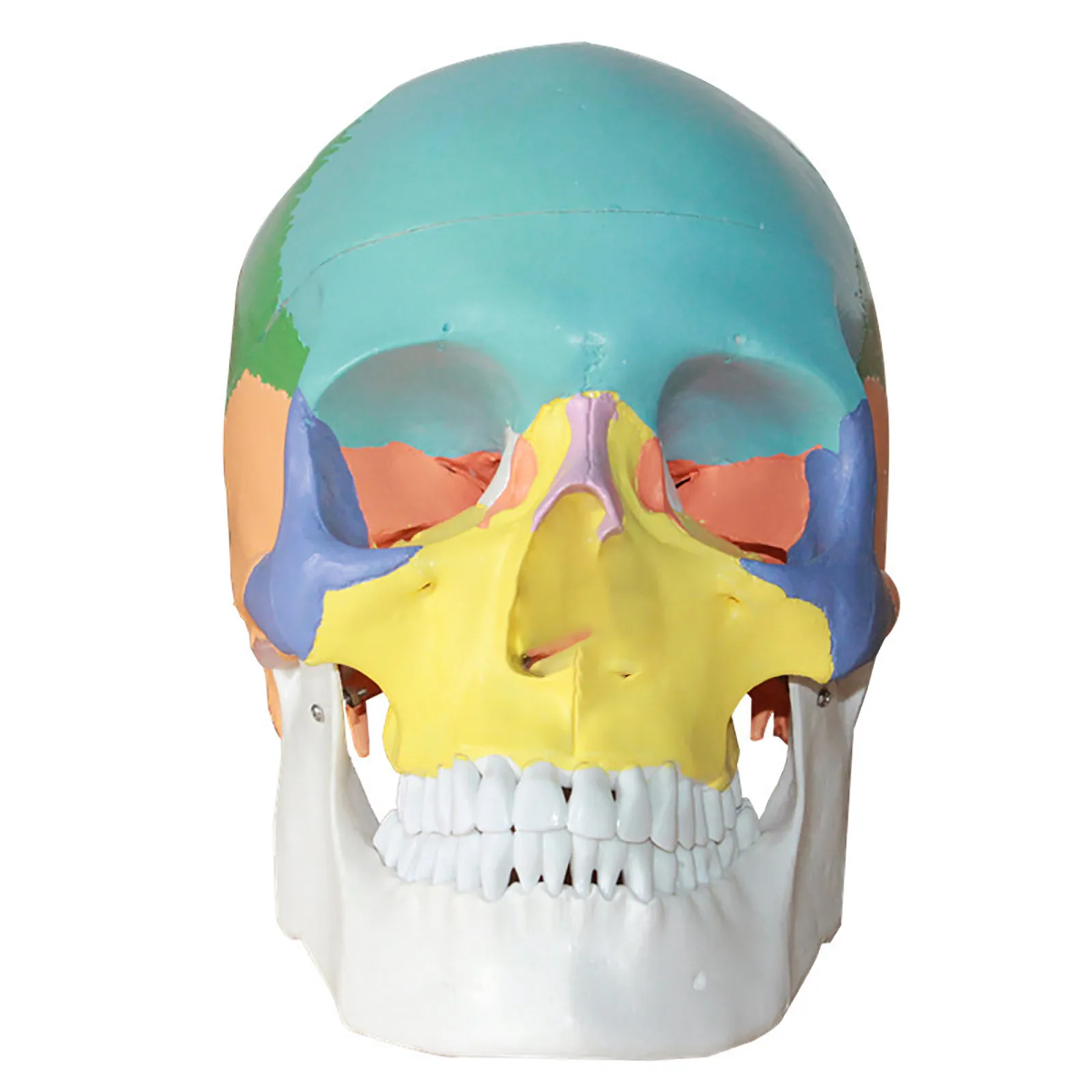Модель человеческого черепа 1:1 анатомическая Анатомия обучающая поставка |