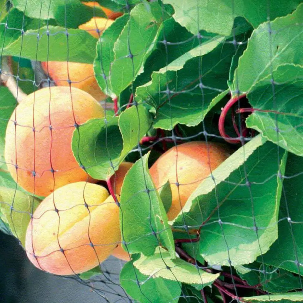 Anti Bird Protect Tree Net Fruit Crop Plant Garden Pond Cultivation Netting Mesh plastic network anti-bird | Дом и сад