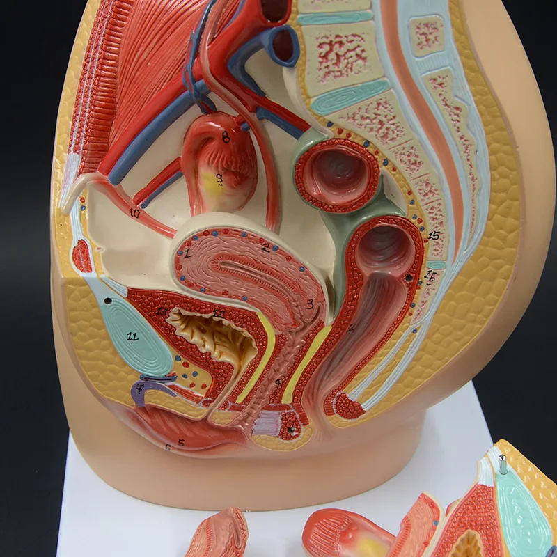 Female Pelvis Anatomy Model Uterus Anatomical Model Urinary System Detachable Educational Equipment Medical Tool Sciences